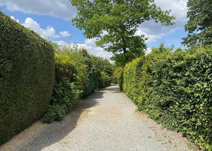 De Veluwse Houtduif *